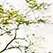 Root, Stem, Leaf, Flower